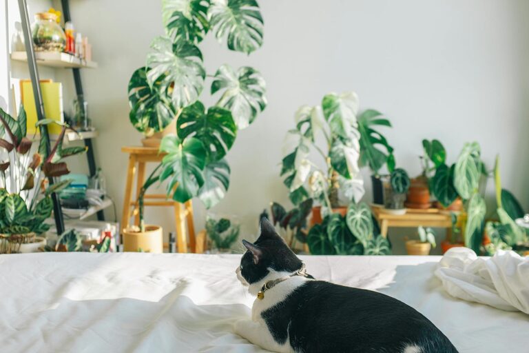 How to Set Up a Cozy, Pet‑Friendly Home Corner